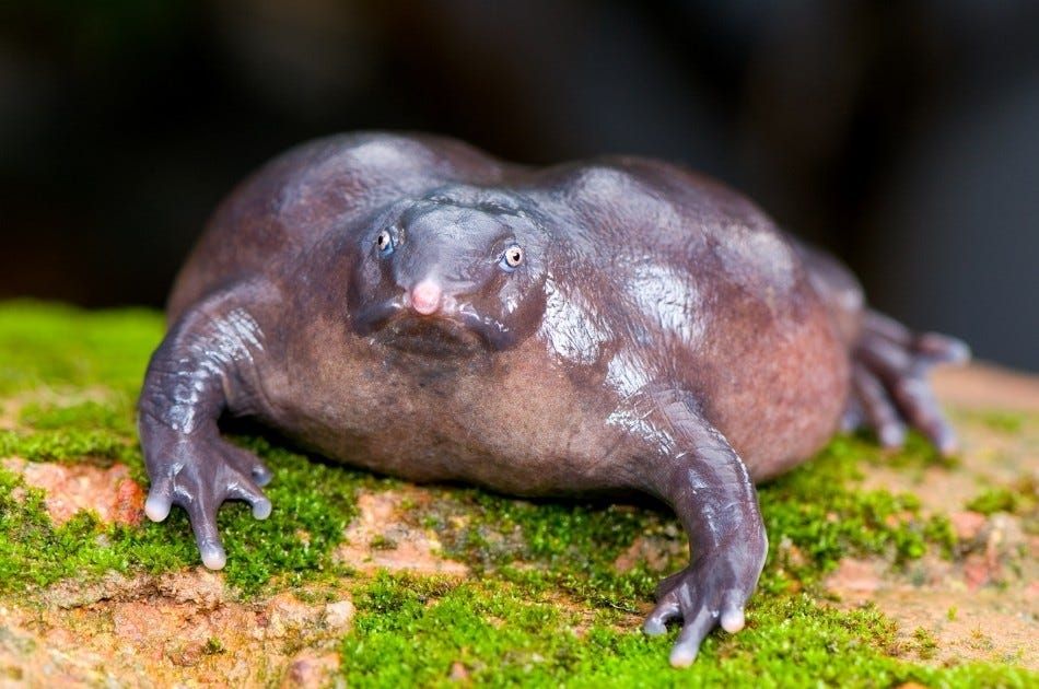 Pig-nosed frog