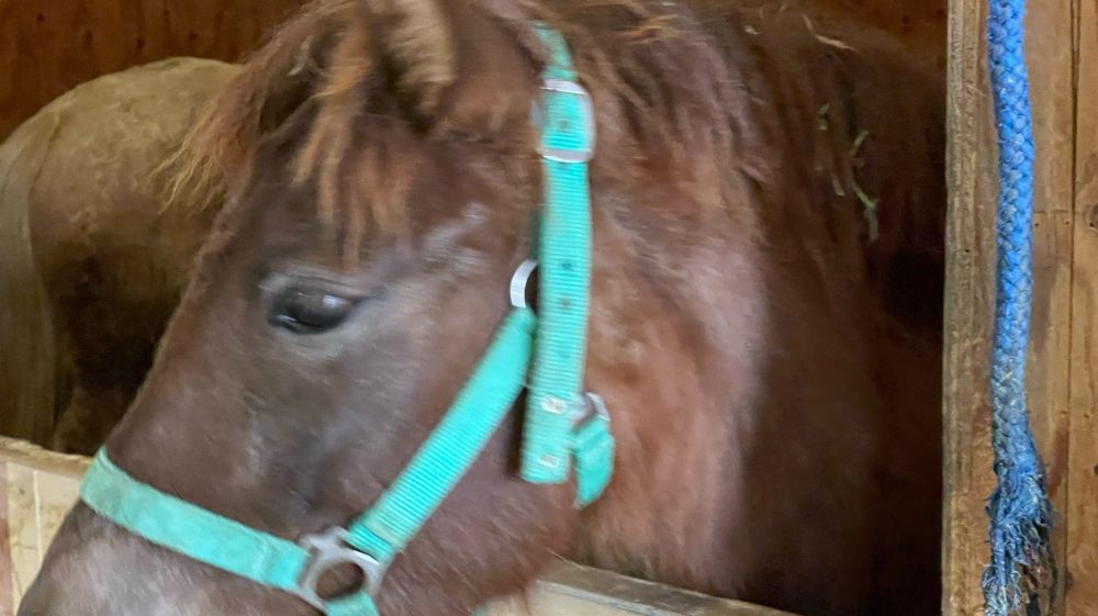 大雨で暇すぎて荒ぶる馬くん(の顔面)

Too much free time due to heavy rain, rough and tumble horse (in your face).