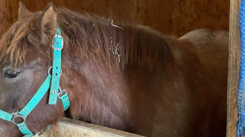 高さ155cm以下がポニー扱いになるそうで、行った乗馬センターでは全員和種馬で背が小さいポニーでした

They say that anything under 155 cm high is treated as a pony, and at the riding centre we went to, all the ponies were Japanese-bred and small in stature.