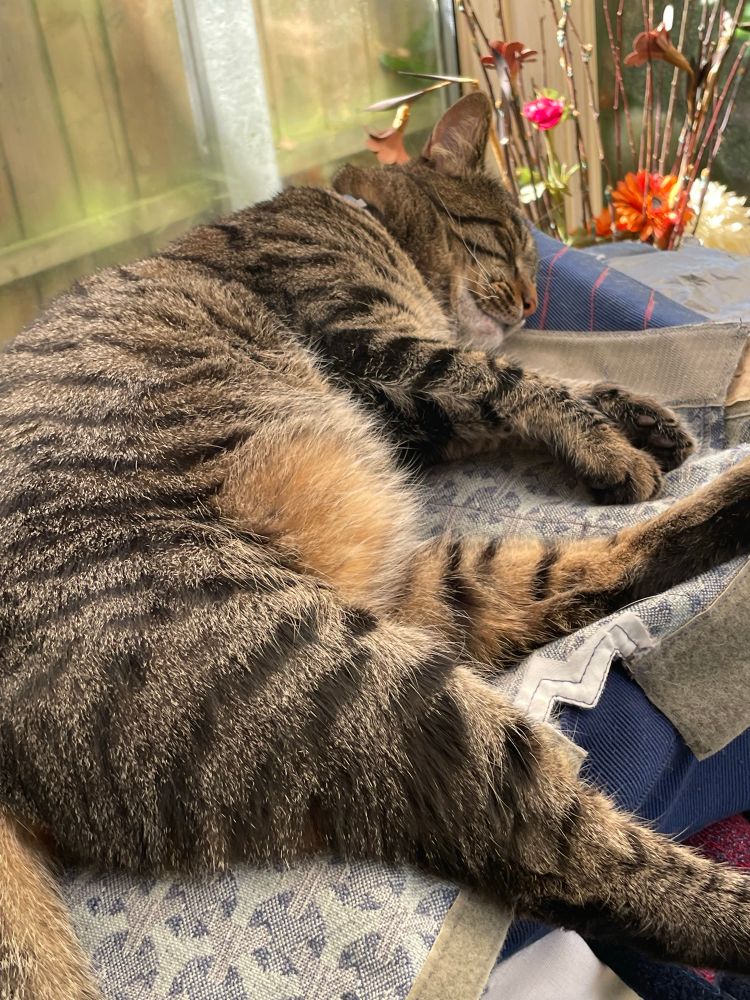 Tabby cat asleep on top of airline seats
