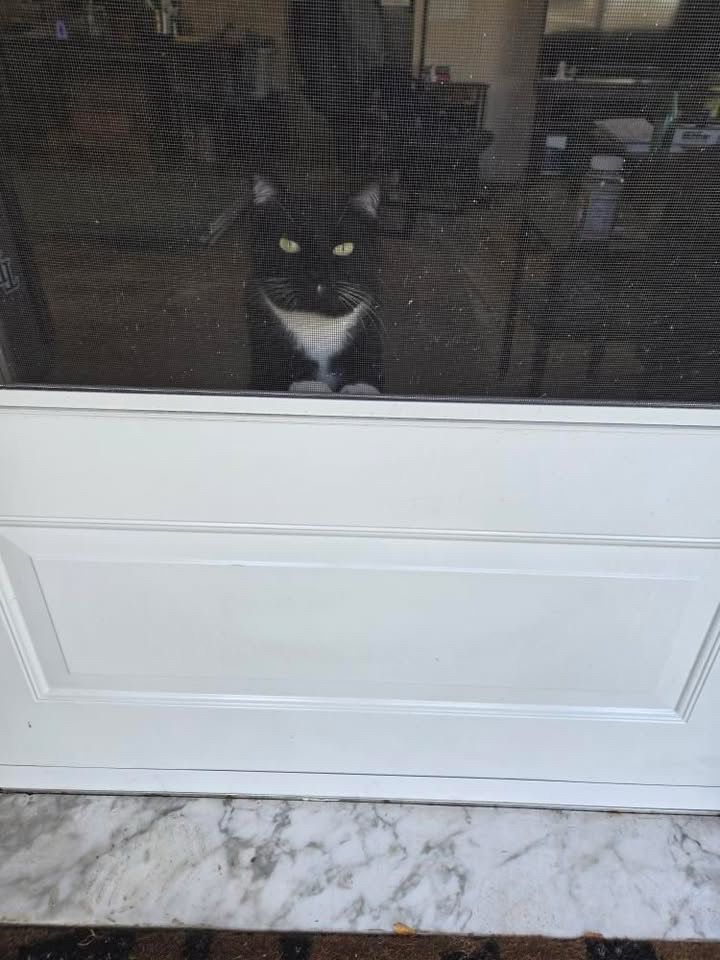 A tuxedo cat peaks over a white door frame to greet a canvasser. Their eyes are yellow and a little judgey, but we trust that they’ll join the campaign for municipally owned power.