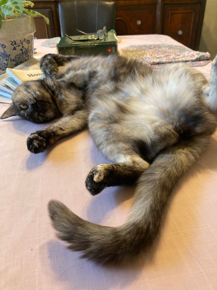 A tortoiseshell cat is laying on her back in a playful position, exposing her belly on a table with a pink tablecloth.