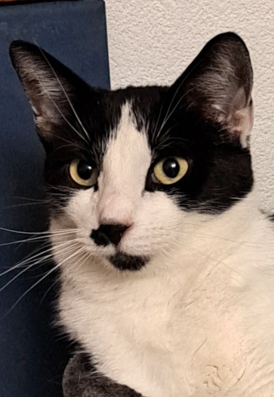 Schwarz-weißer Kater guckt grimmig