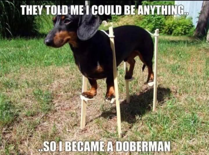 A meme with a determined looking dachshund on stilts (inna semi green grass lawn) with the text 

"They told me I could be anything..
..So I became a doberman"