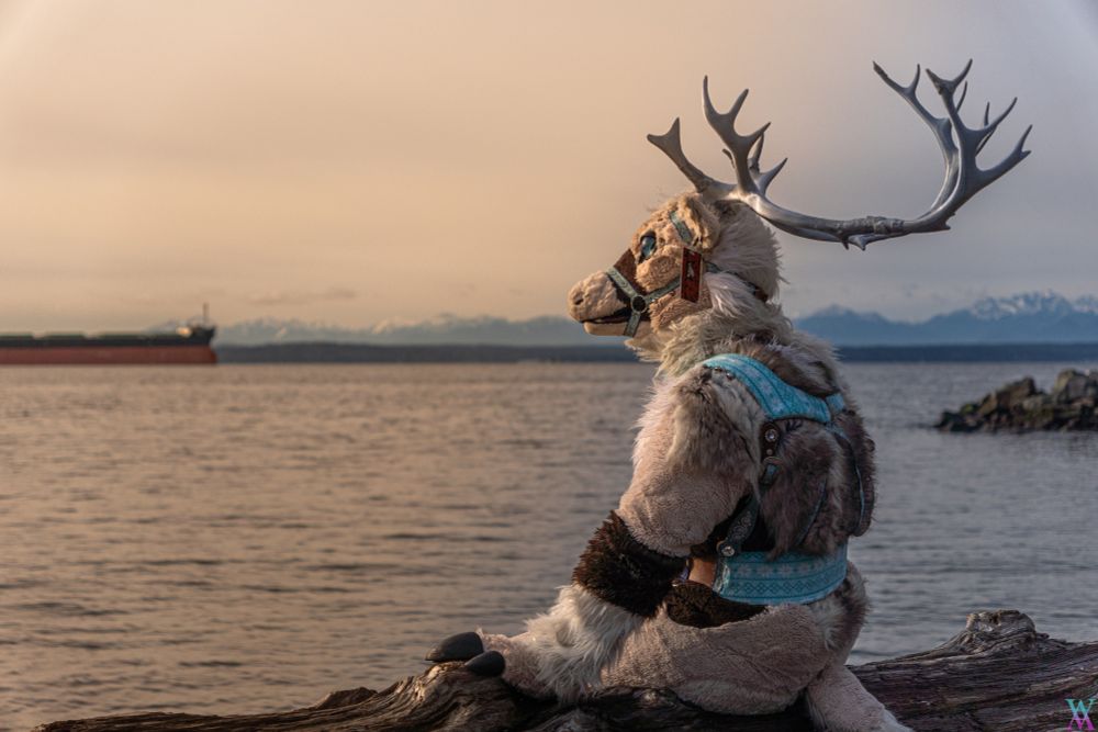 A photograph of a reindeer fursuiter in profile sitting on a driftwood log. They are lit by the setting sun, looking out over a body of water with mountains in the distance. 
