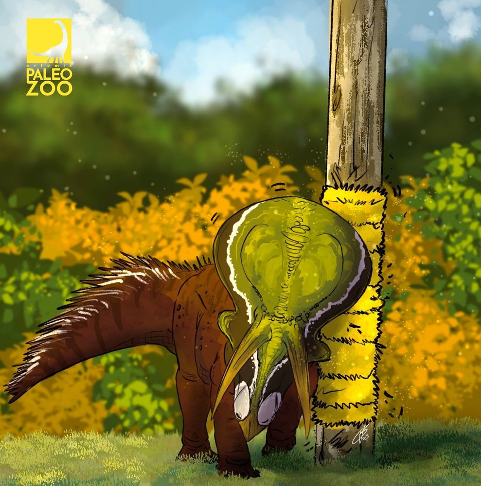 Alt Text: A Zuniceratops, a goat-sized, plant-eating horned dinosaur leans its body into a scratching post. The relief of the rough surface has its body relaxed and stationary.