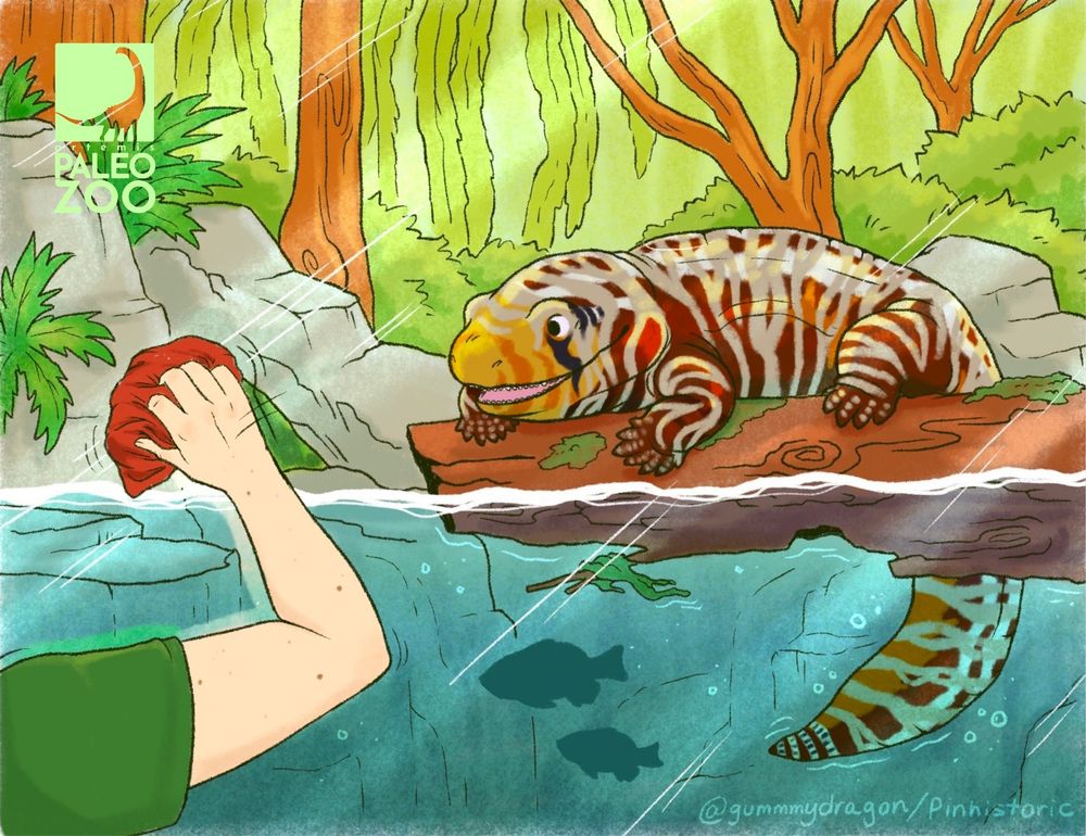 Alt Text: M.M, an Ichthyostega, or limbed fish relative watches as its keeper wipes clean the glass of its habitat for guests to view.