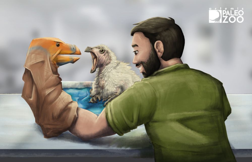 Alt Text: An animal care specialist tends to a young Therizinosaurus chick, a plant-eating dinosaur with enlarged claws at its front hands. The dinosaur, covered in a soft coating of ivory feathers, opens its mouth at the colorful puppet operated by the keeper. Signaling it is hungry to its surrogate parent.