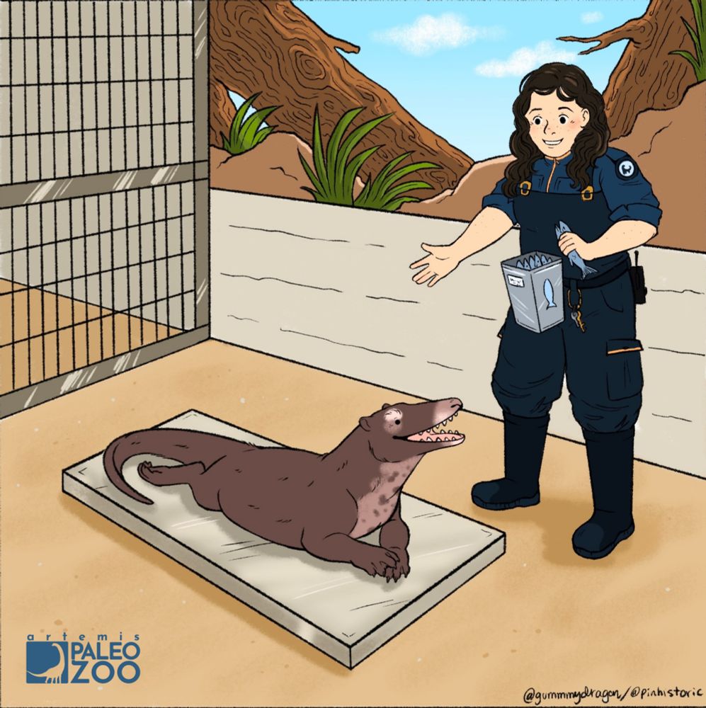 Alt Text: A Paleozoo keeper trains with an Ambulocetus, an early whale relative with a similar appearance to an otter. Its fur is sleek and brown in color, resting on a scale to record its weight.