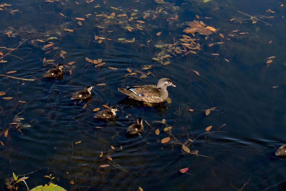 Momma wood duck swimming with some of her babies in formation