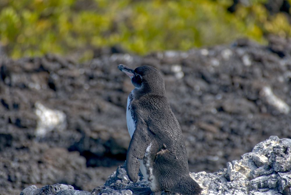 A small Galapagos Penguin faces away from the sun, back slightly turned to the viewer