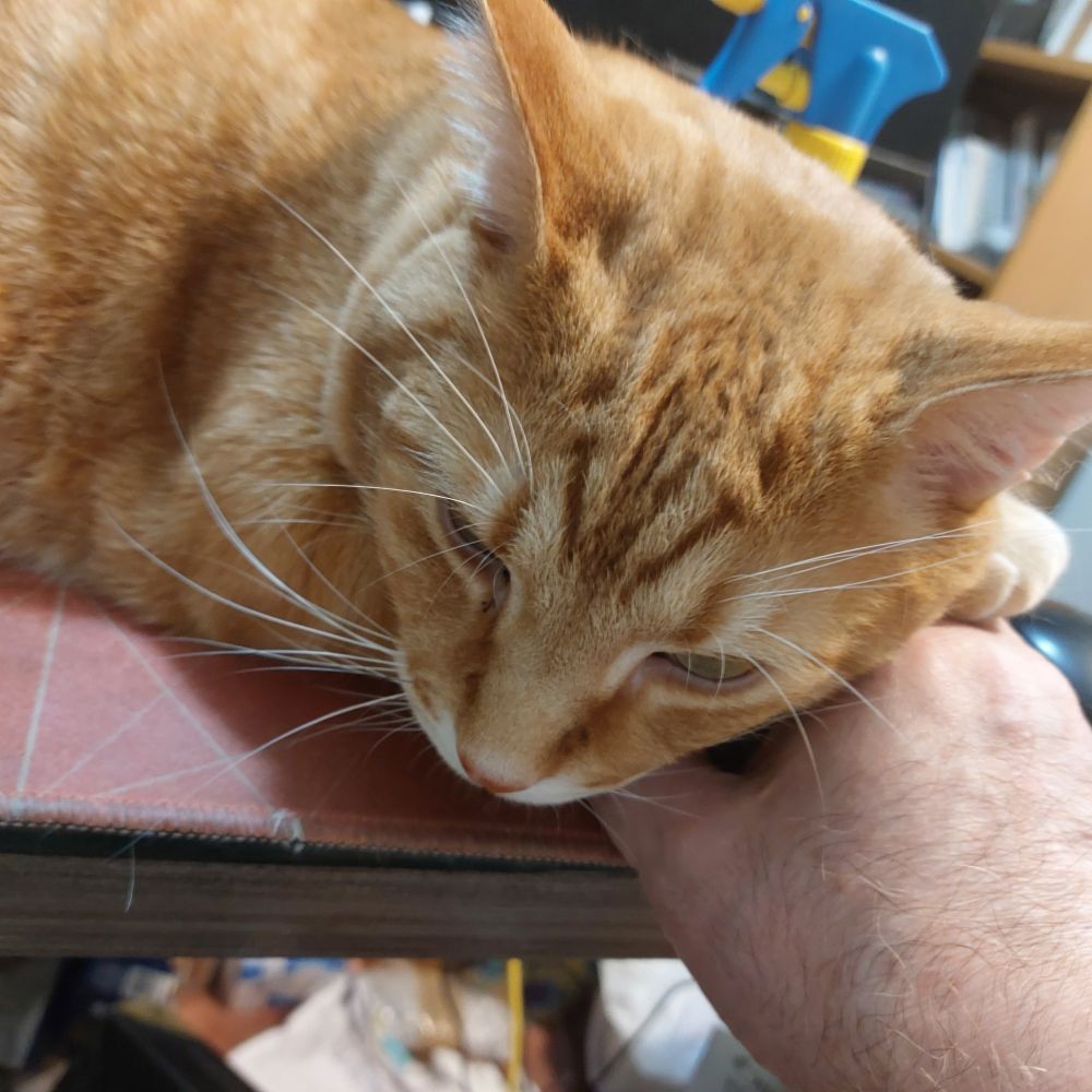 Orange tabby cat resting his head on my hand that's on the mouse on my computer desk