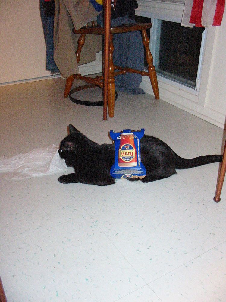 Black cat on pale floor with the cat wearing around his midriff the cardboard from a 4-pack of Tetley's English Ale