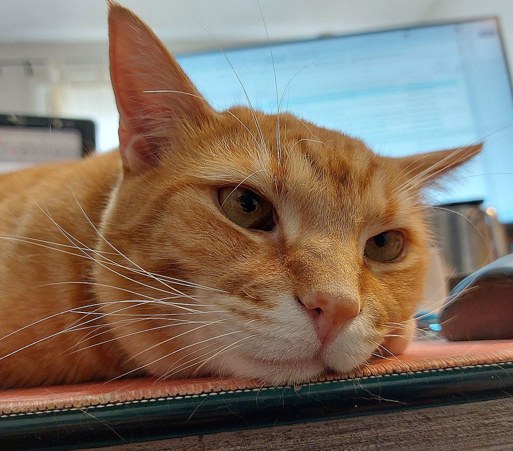 Close up of the face of an orange tabby cat lounging on my desk with his head resting on it.