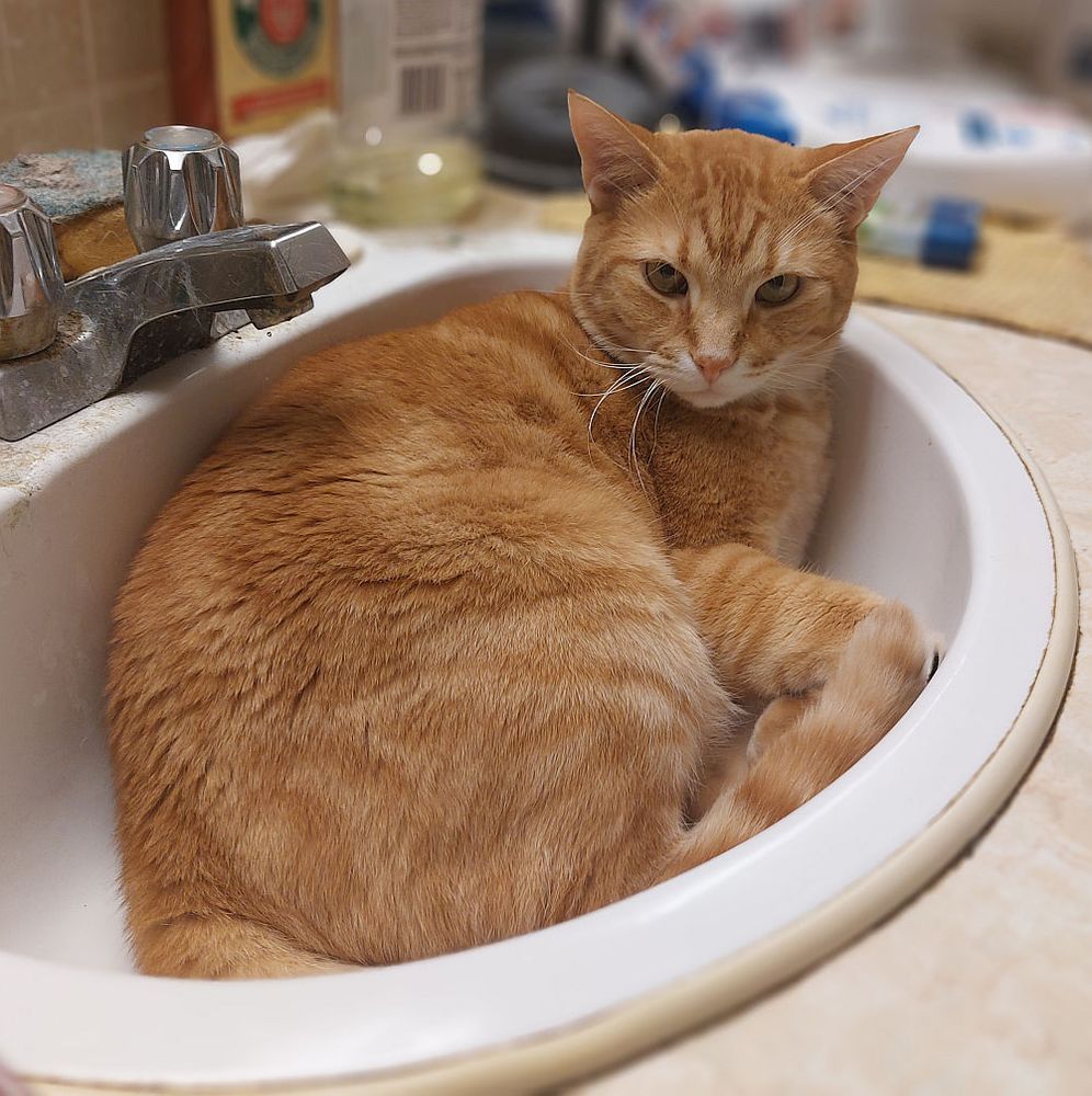 Orange tabby cat curled up in a bathroom sink