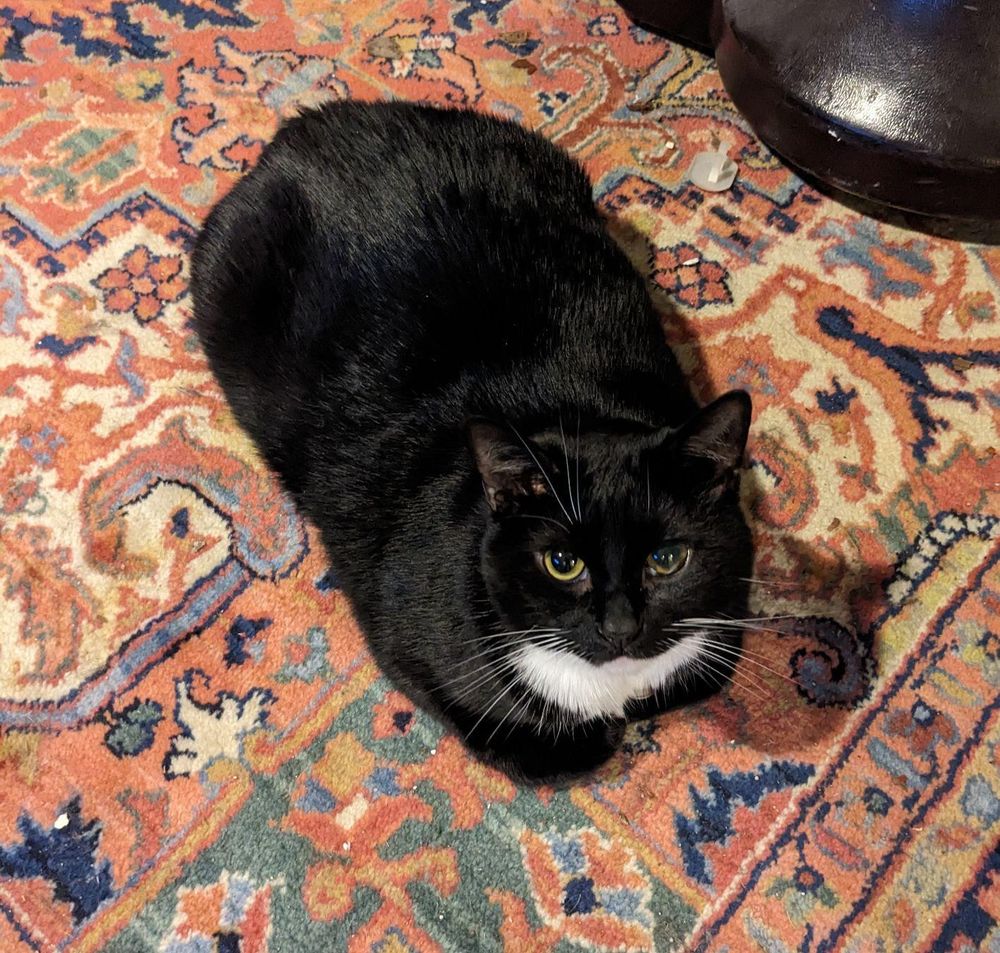 A black and white tuxedo cat with yellow eyes sitting on a red carpet with his paws tucked in (a.k.a. loafing). In the top right corner there is a suitcase I couldn't quite crop out of the photo.