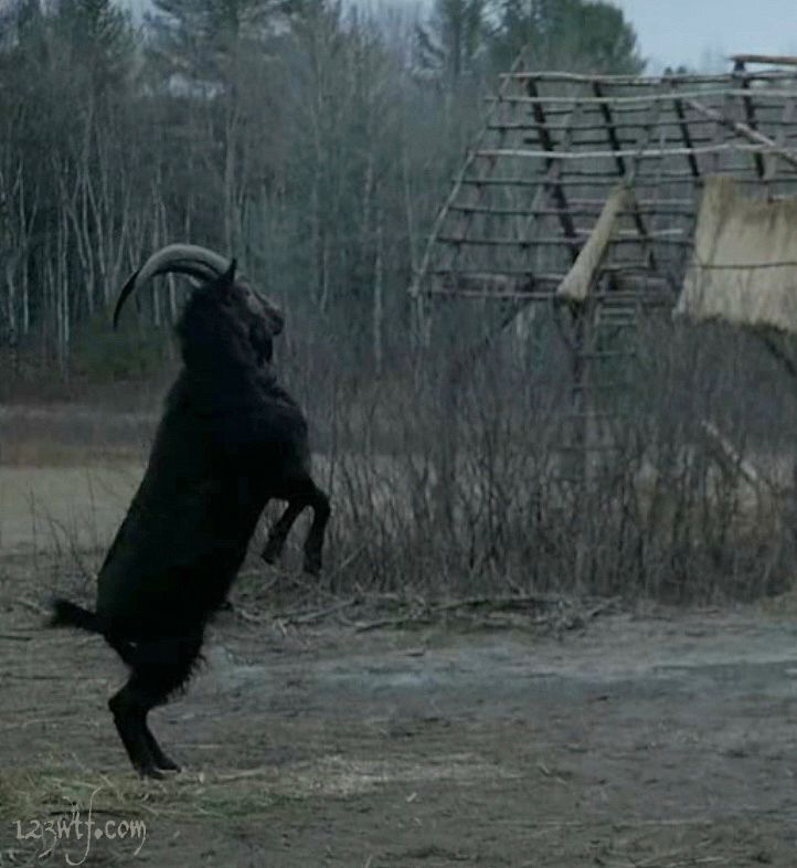 Black Phillip goat from The Witch rearing on his hind legs 