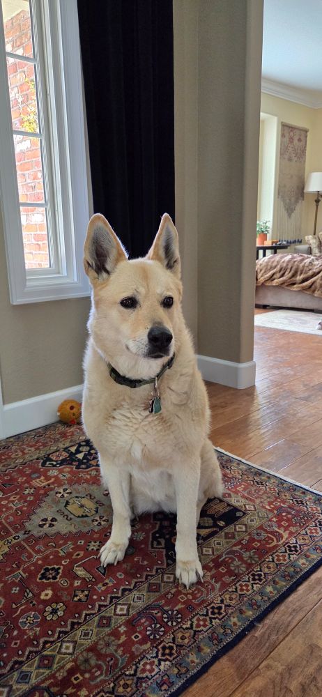Yellow big dog on a red rug