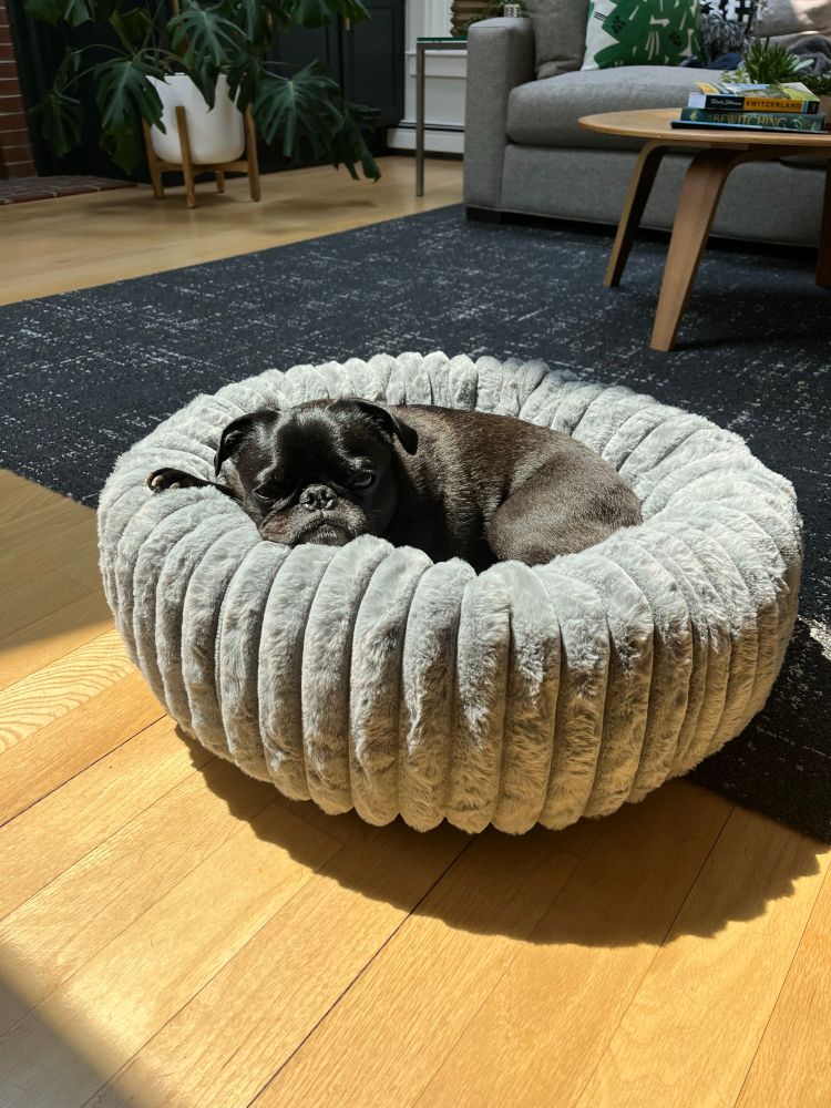Photo of a black pug named Hank looking very content with his new plush bed