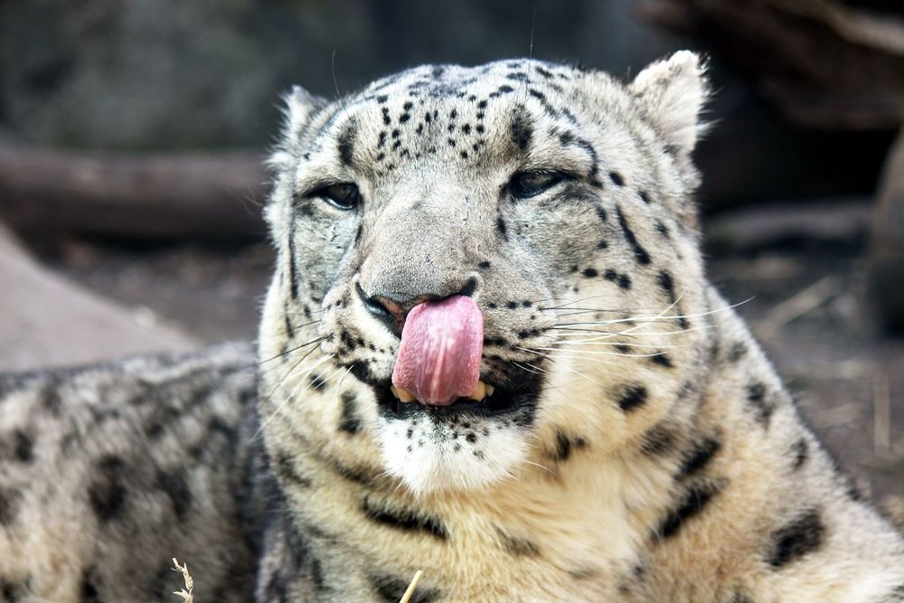 Snow leopard licking (their snout by the look of it)