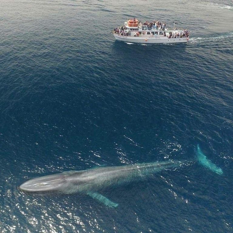 A blue whale pictured next to a medium sized passenger boat. The whale is around double the size of the boat.