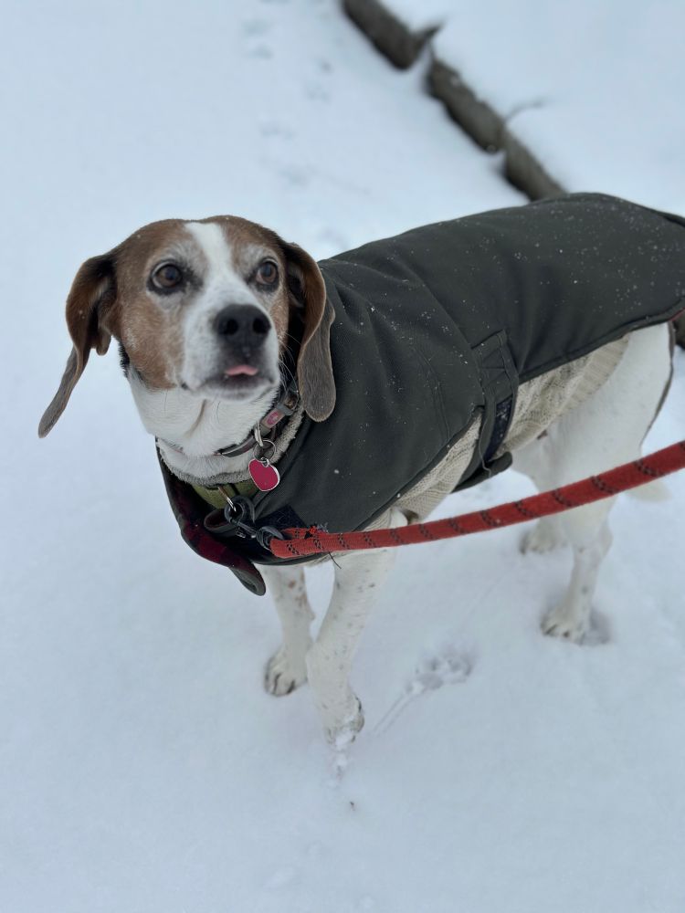 My dog, a beagle-hound mix