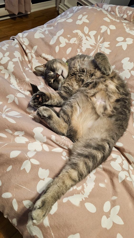 Chat tigré qui cherche l'attention