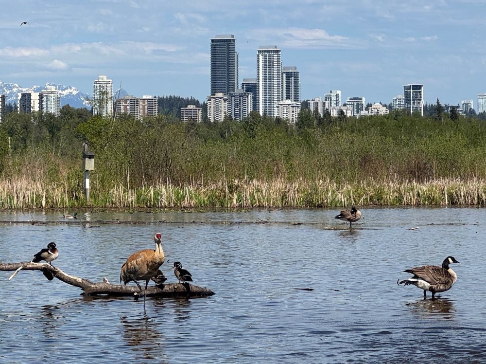 A Sandhill Crane stands in shallow water in front of a city scape