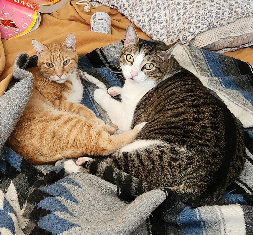 Two tabby cats. The orange one, on the left, is 8.25lbs. The brown and white one, on the right, is 20.5lbs.