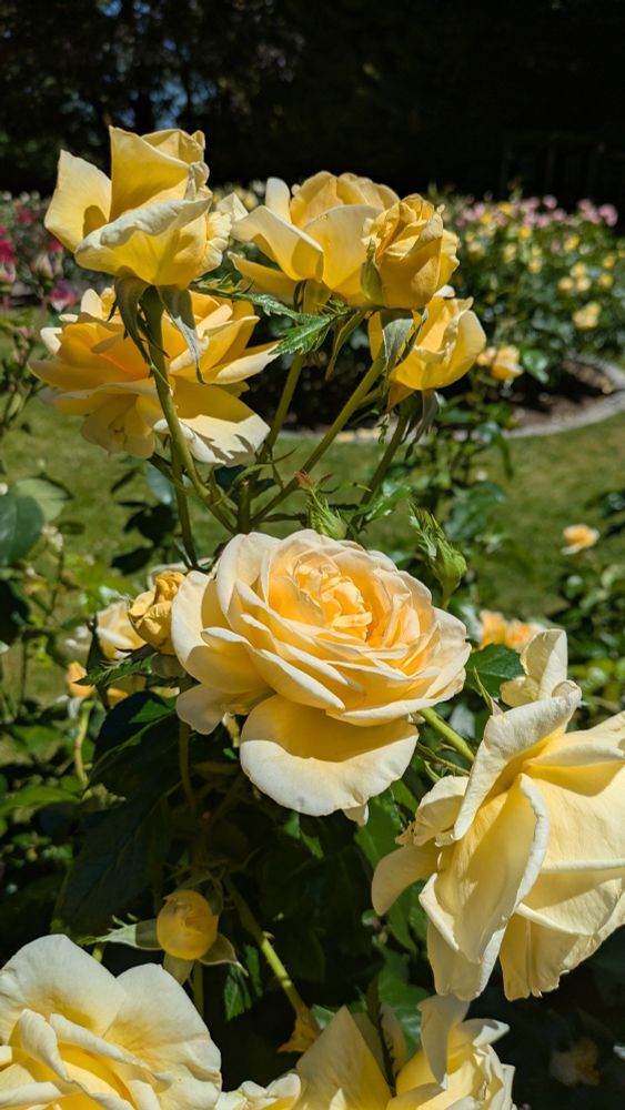 Yellow roses and buds in the garden.