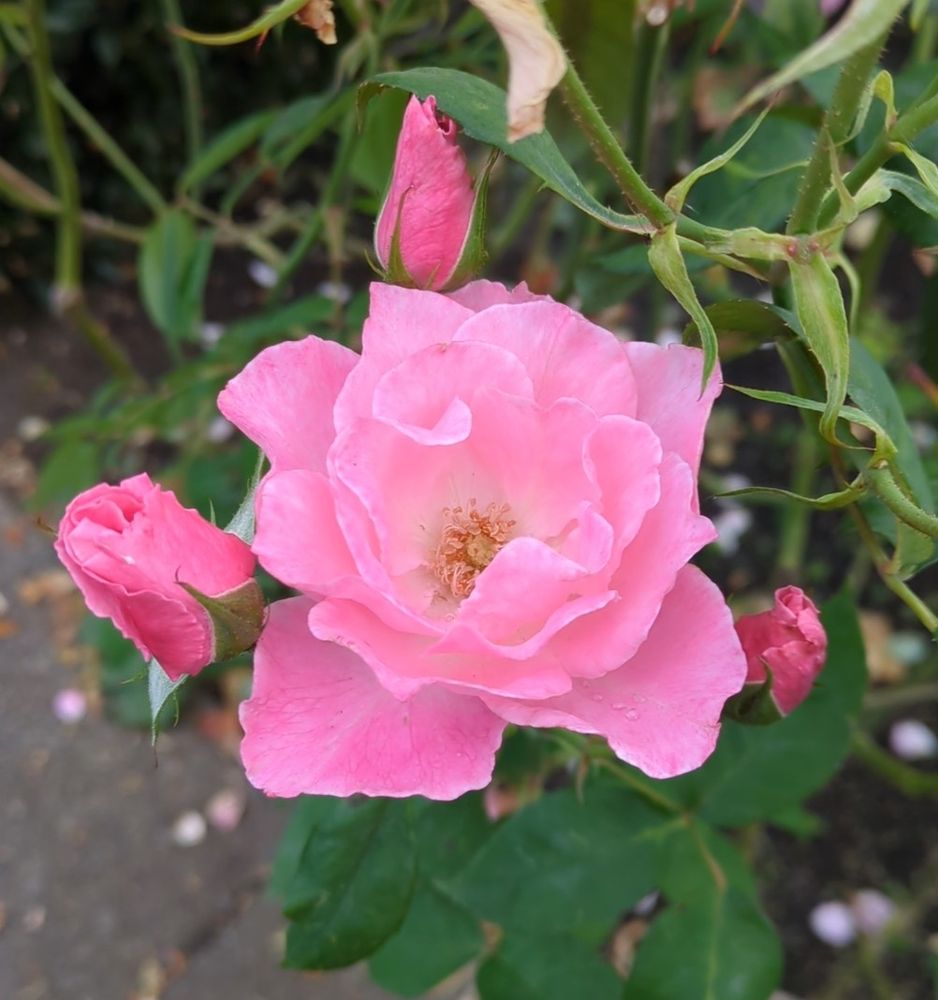 Pink Rose with three buds around it.