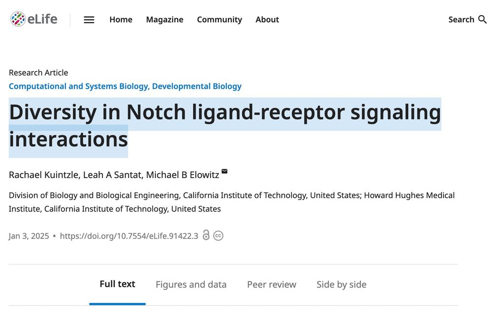 Screenshot of Rachael's eLife paper entitled "Diversity in Notch ligand-receptor signaling interactions."