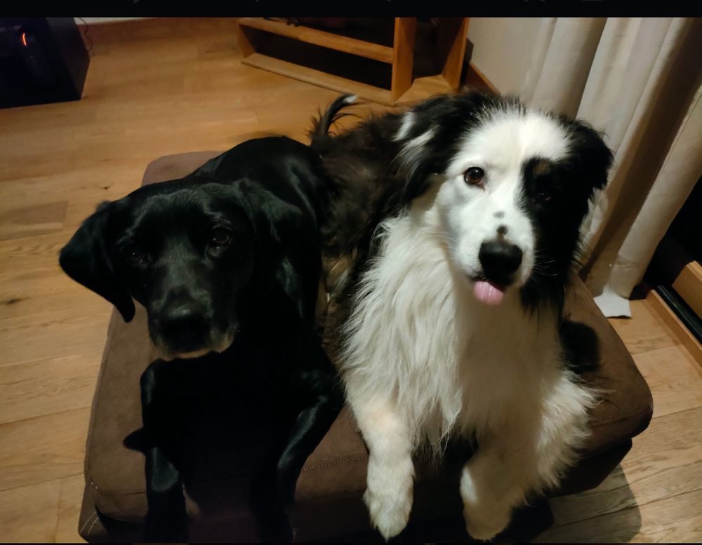 Two dogs hiding out in the French countryside, professing innocence