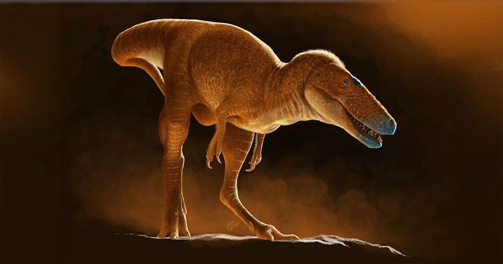 The Khankhuuluu species weighed 750 kilograms, about the size of a horse.
