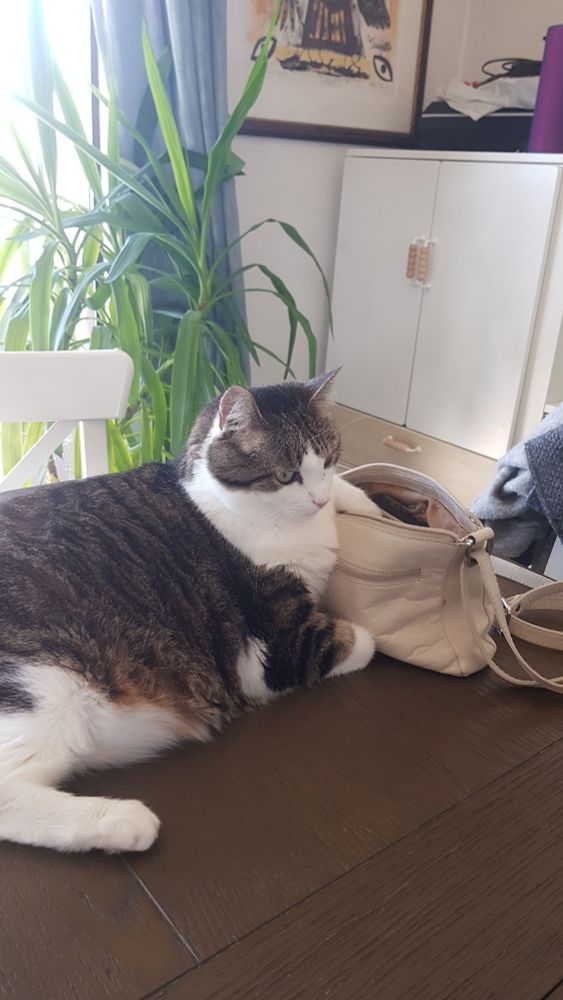 Katt ligger med labben oppi damehandveske