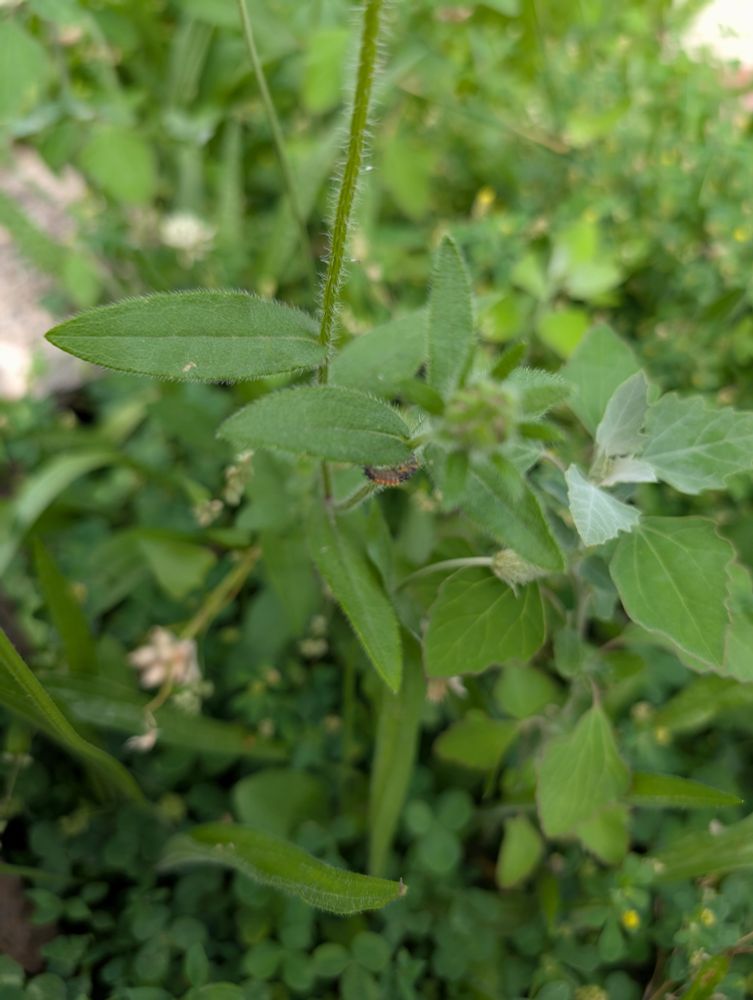 A spiky ladybug pupa hangs upside down on a wildflower leaf 