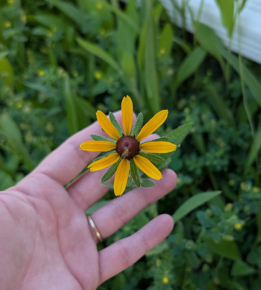 A new yellow flower bloom with brown center. Two flies are fucking on the center.