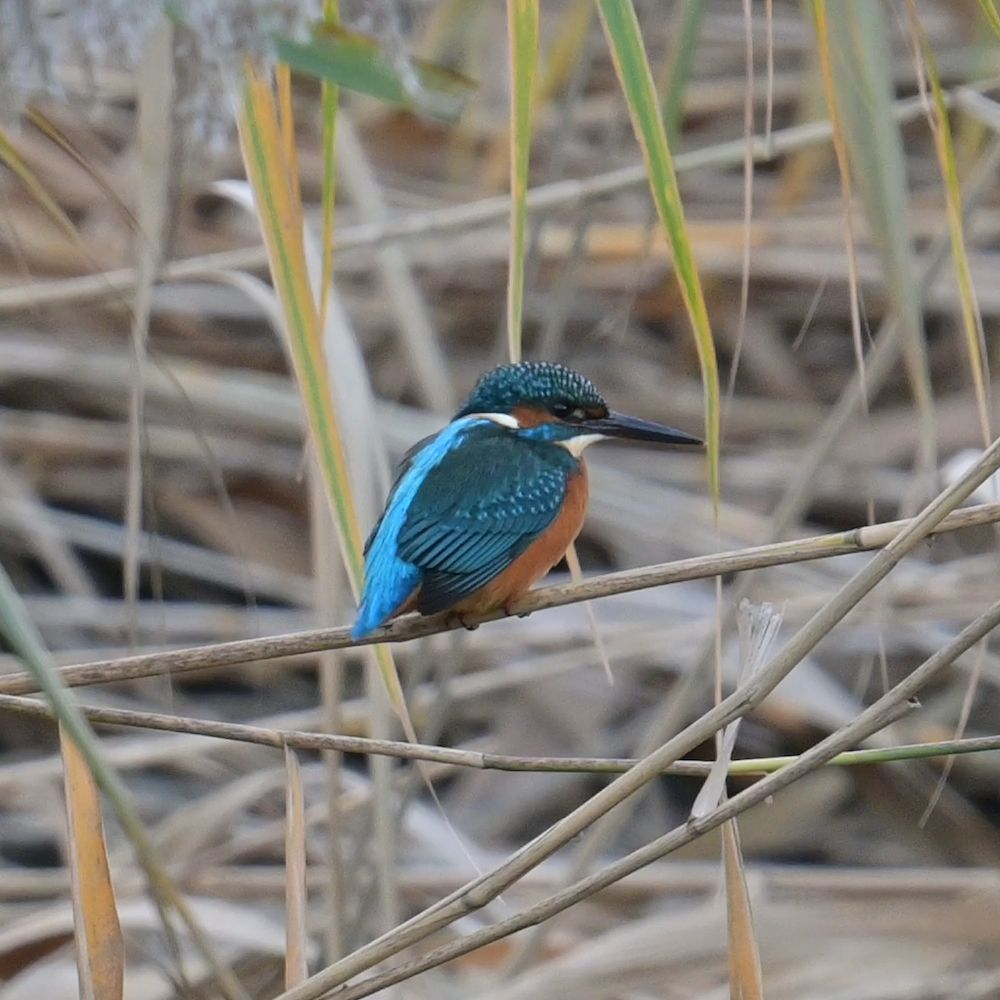 A kingfisher sitting on a reed stem looking to the right you can see its orange chest, light blue back, dark blue/green wings and white neck with a long pointed black beak.