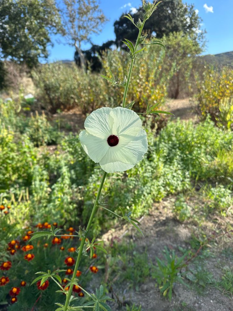 a photo up of Hibiscus cannabinus / Deccan hemp in flower with lots of plants in the background