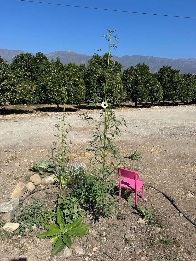 a photo of Hibiscus cannabinus / Deccan hemp plants