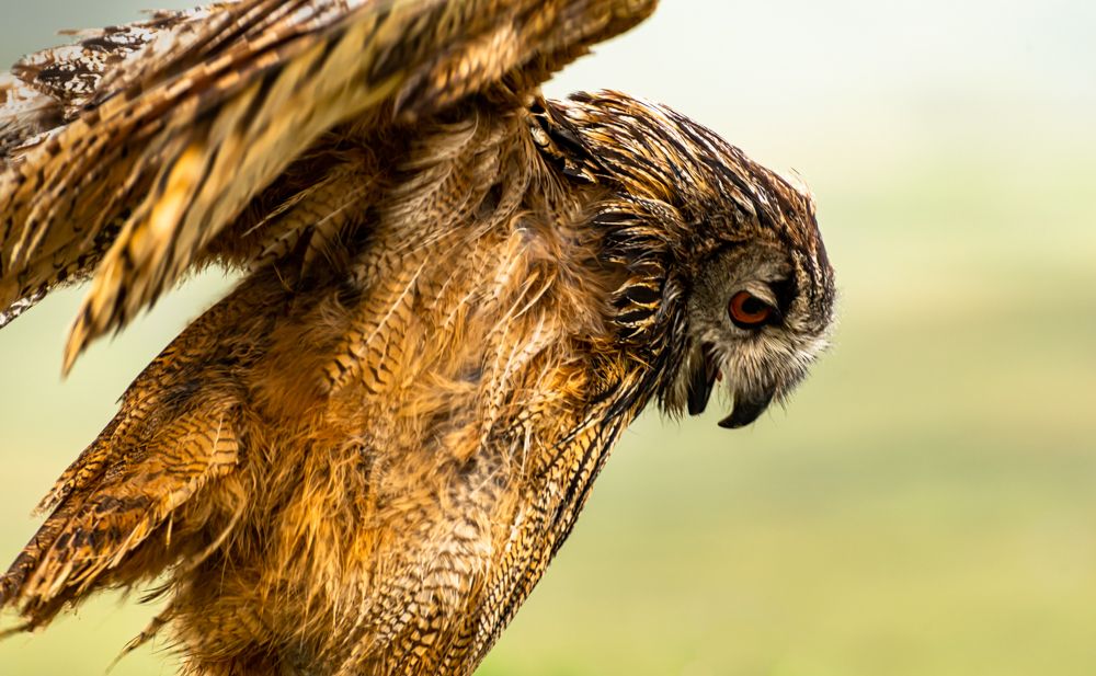 Photo of an eagle owl