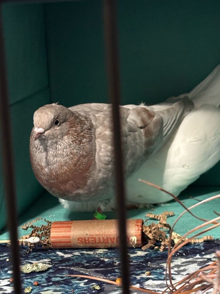 A gray pigeon cuddling with a white pigeon on their nest and looking very adorable. 