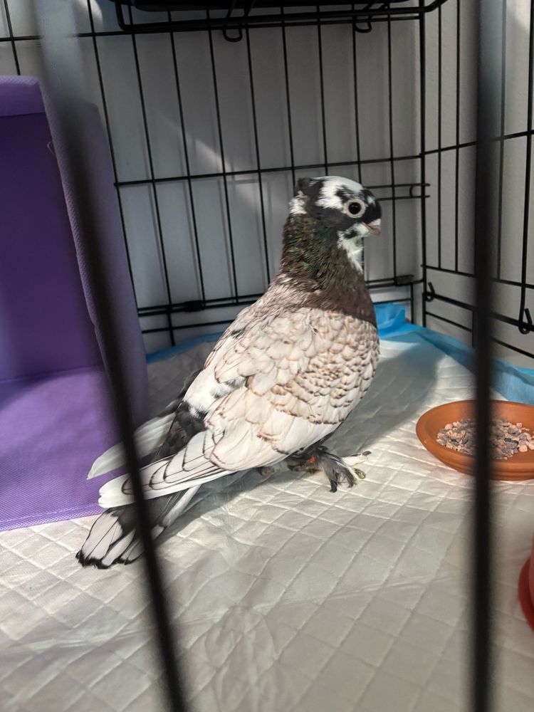 A Classic Old Frill (COF) bronzed blue pied blondinette pigeon