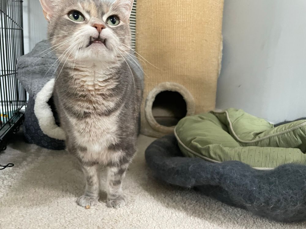 A dilute calico kitty with light green-gold eyes is standing facing the camera, her head tilted up and eyes squinting a little as she looks up and behind. Her nose is pink and her mouth is slightly open. She’s missing her top canines, causing her upper lip to curl in a bit. She has her bottom canines peeking out. Her mouth looks like a capital W. 
