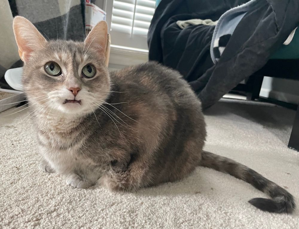 A dilute calico kitty loafs, her ears are held upright, and her light green-gold eyes are wide as she looks up. She looks inquisitive. She’s missing her upper canines, and her mouth is shaped a little bit like a double wrench tool, or a horizontal line with two slightly curved vertical lines. 
