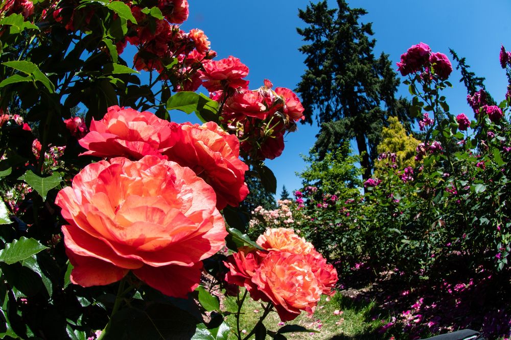 Large red/pink roses, closeup, with more rose bushes in the background. 