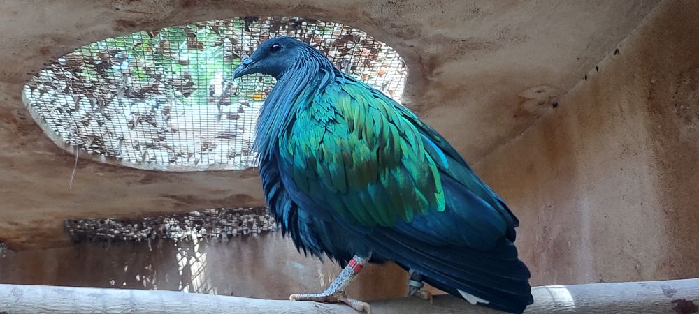 A Nicobar Pigeon. It looks like a pigeon, but black with green-blue iridescence, it's way fluffier, and has what can only be described as long hair. It is vastly superior to the good ole rock dove.