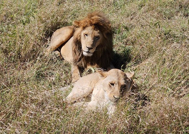 couple of lions