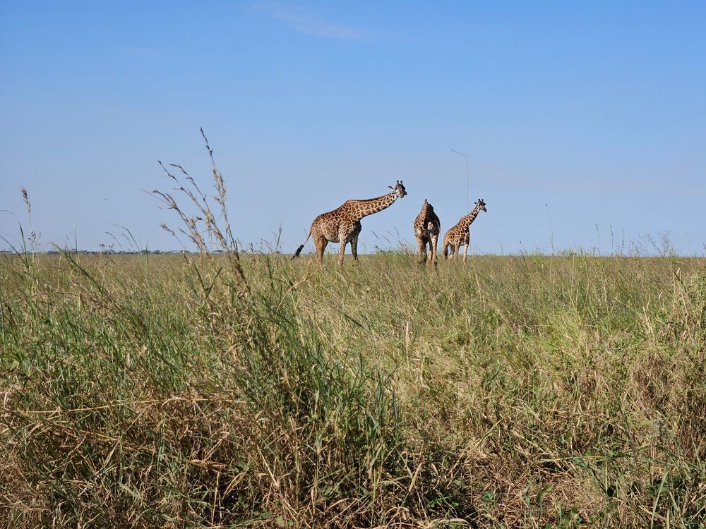 three giraffes in the sabana