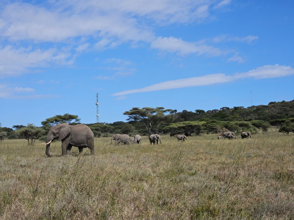 family of elephants
